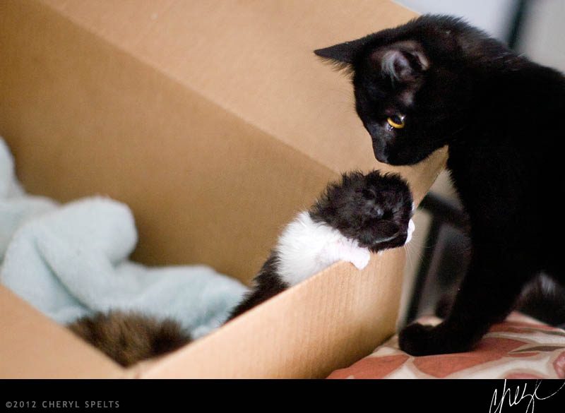 Kitten escaping box // Photo: Cheryl Spelts