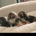 Baby Kittens Kissing // Photo: Cheryl Spelts