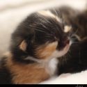Baby Calico Kitten // Photo: Cheryl Spelts