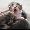 Kitten Yawning // Photo: Cheryl Spelts
