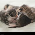 Kitten Pile // Photo: Cheryl Spelts