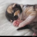 Sleeping Calico Kitten // Photo: Cheryl Spelts