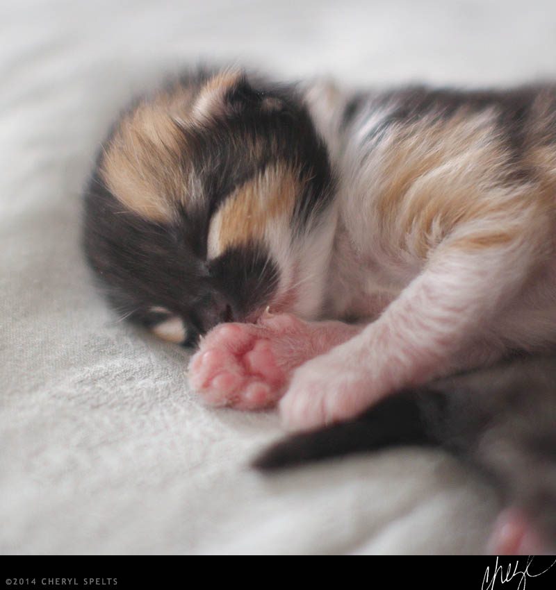 Sleeping Calico Kitten // Photo: Cheryl Spelts