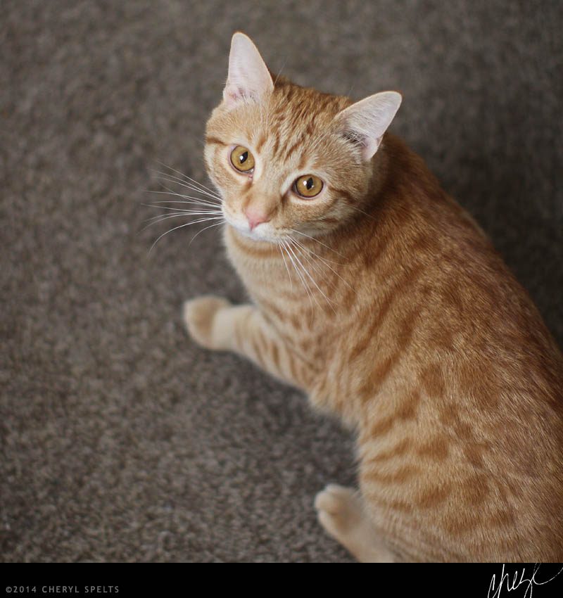 Orange Cat // Photo: Cheryl Spelts