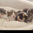 Baby Kittens // Photo: Cheryl Spelts
