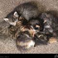 Kitten Pile // Photo: Cheryl Spelts