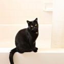 Cat on bathtub // Photo: Cheryl Spelts