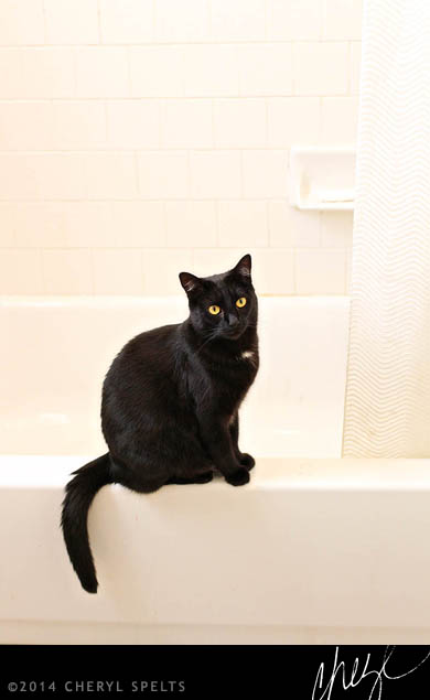 Cat on bathtub // Photo: Cheryl Spelts