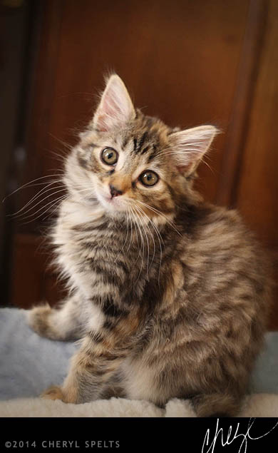 Grey Striped Kitten // Photo: Cheryl Spelts