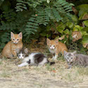 Wild Kittens // Photo: Cheryl Spelts