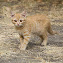 Wild Kitten // Photo: Cheryl Spelts