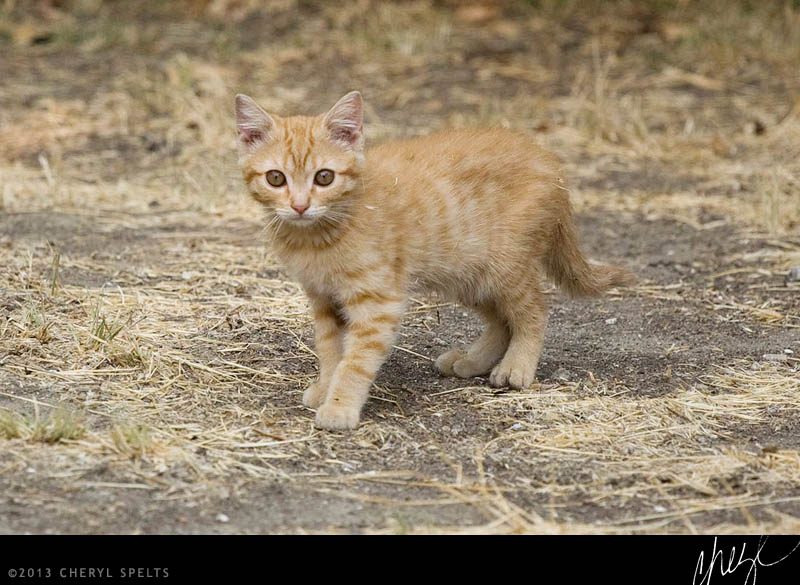 Wild Kitten // Photo: Cheryl Spelts