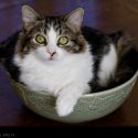 Maisie in a Bowl // Photo: Cheryl Spelts