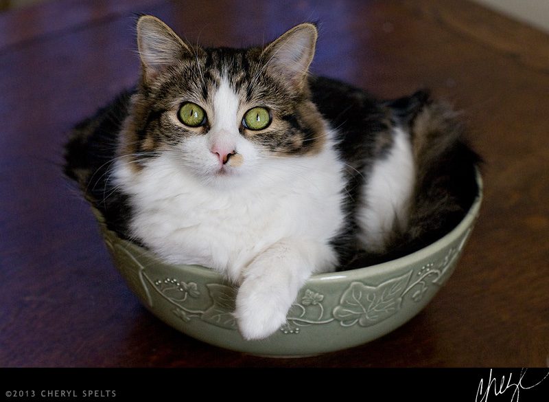 Maisie in a Bowl // Photo: Cheryl Spelts