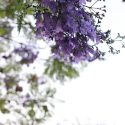 Jacaranda Tree in Bloom // Photo: Cheryl Spelts