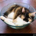 Kitten in a Bowl // Photo: Cheryl Spelts