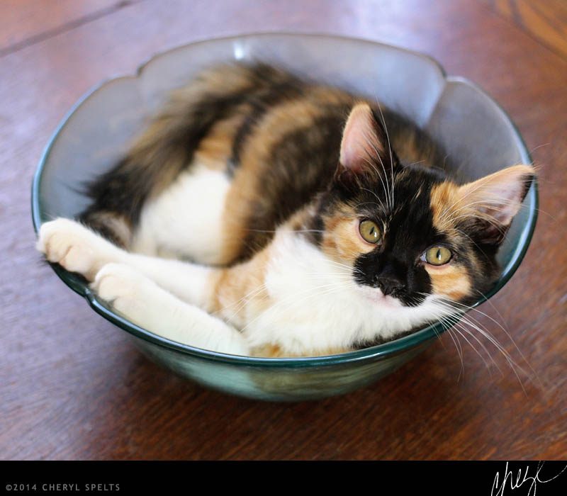 Kitten in a Bowl // Photo: Cheryl Spelts