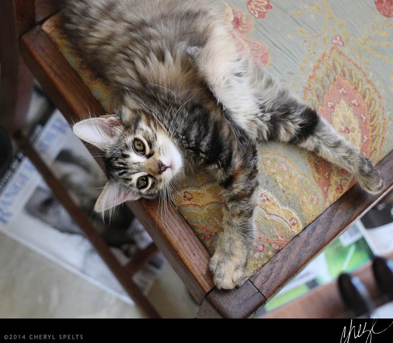 Playful Kitten // Photo: Cheryl Spelts
