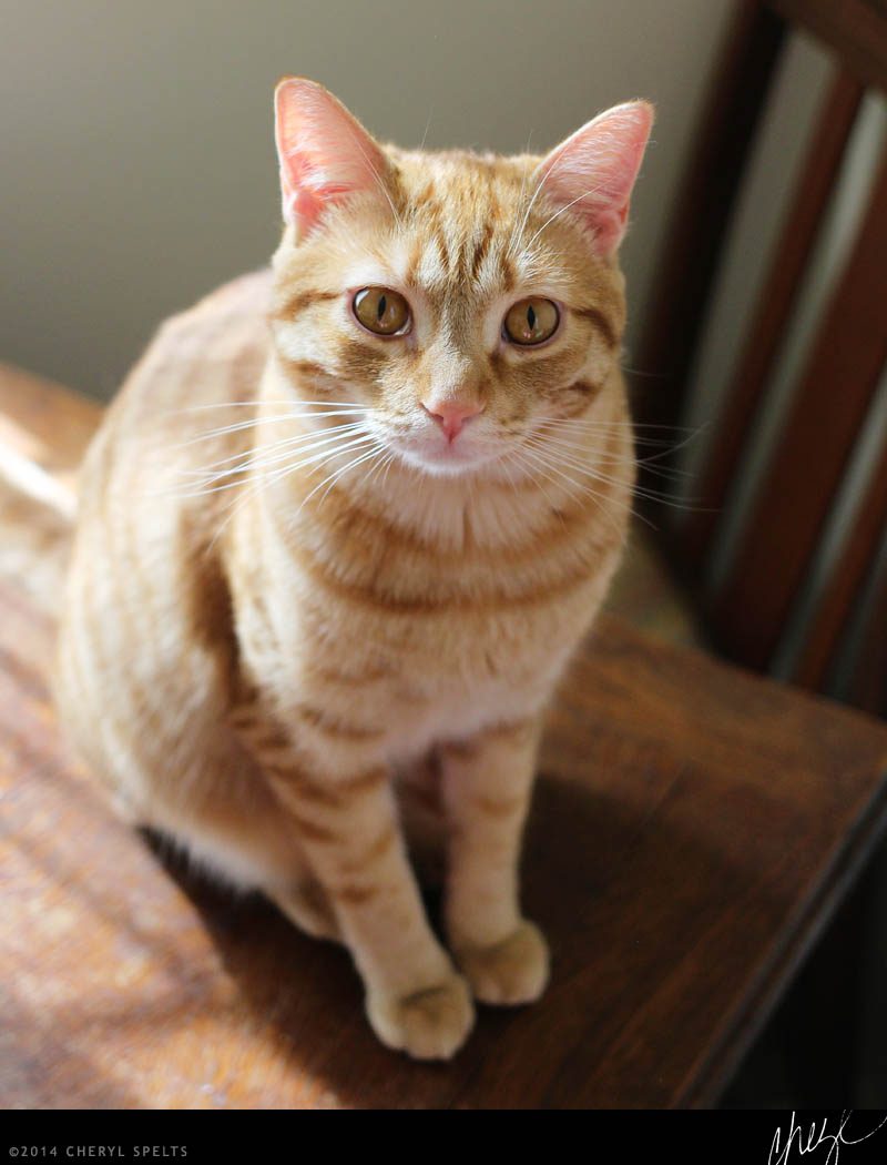 Orange cats love people! // Photo: Cheryl Spelts