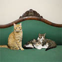 Regal Cats // Photo: Cheryl Spelts