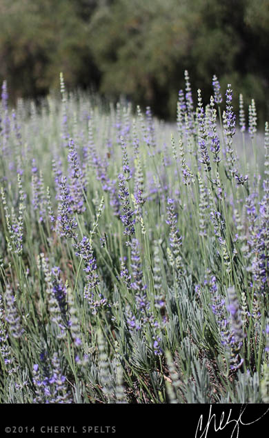 A Field of Lavender // Photo: Cheryl Spelts