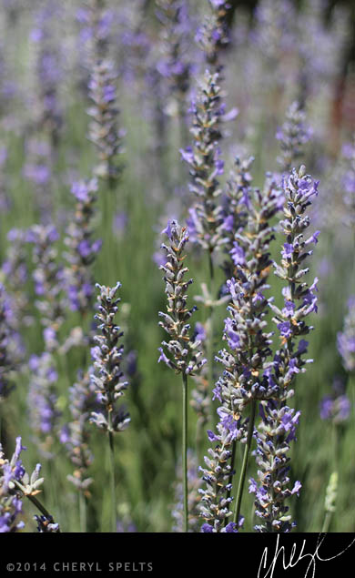 Lavender at Highland Springs Resort // Photo: Cheryl Spelts