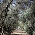 Olive Trees // Photo: Cheryl Spelts