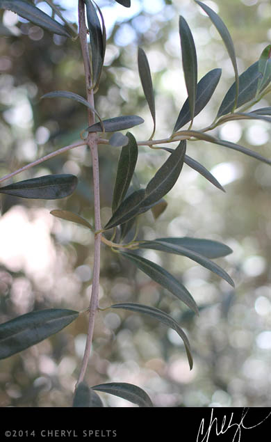 Leaves of an Olive Tree // Photo: Cheryl Spelts