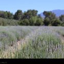 Rows of Lavender at Highland Springs Resort // Photo: Cheryl Spelts