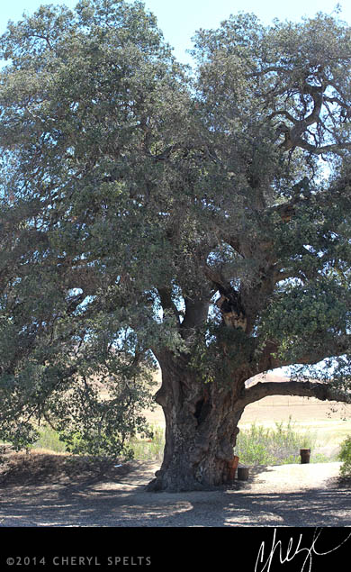 Thousand-year-old Oak Tree // Photo: Cheryl Spelts