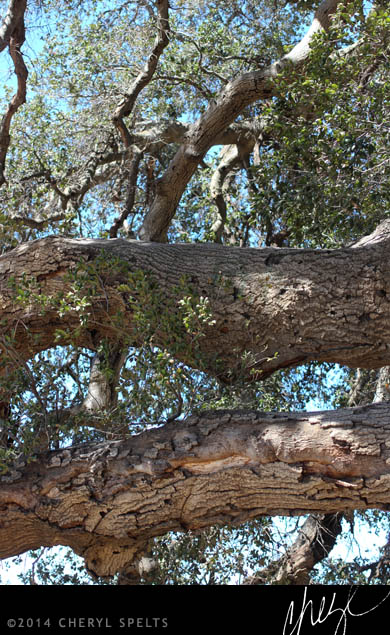 Oak Tree Branch