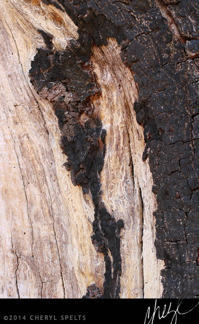 Burned Grand Oak // Photo: Cheryl Spelts