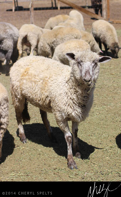 Sheep at Highland Springs Resort // Photo: Cheryl Spelts