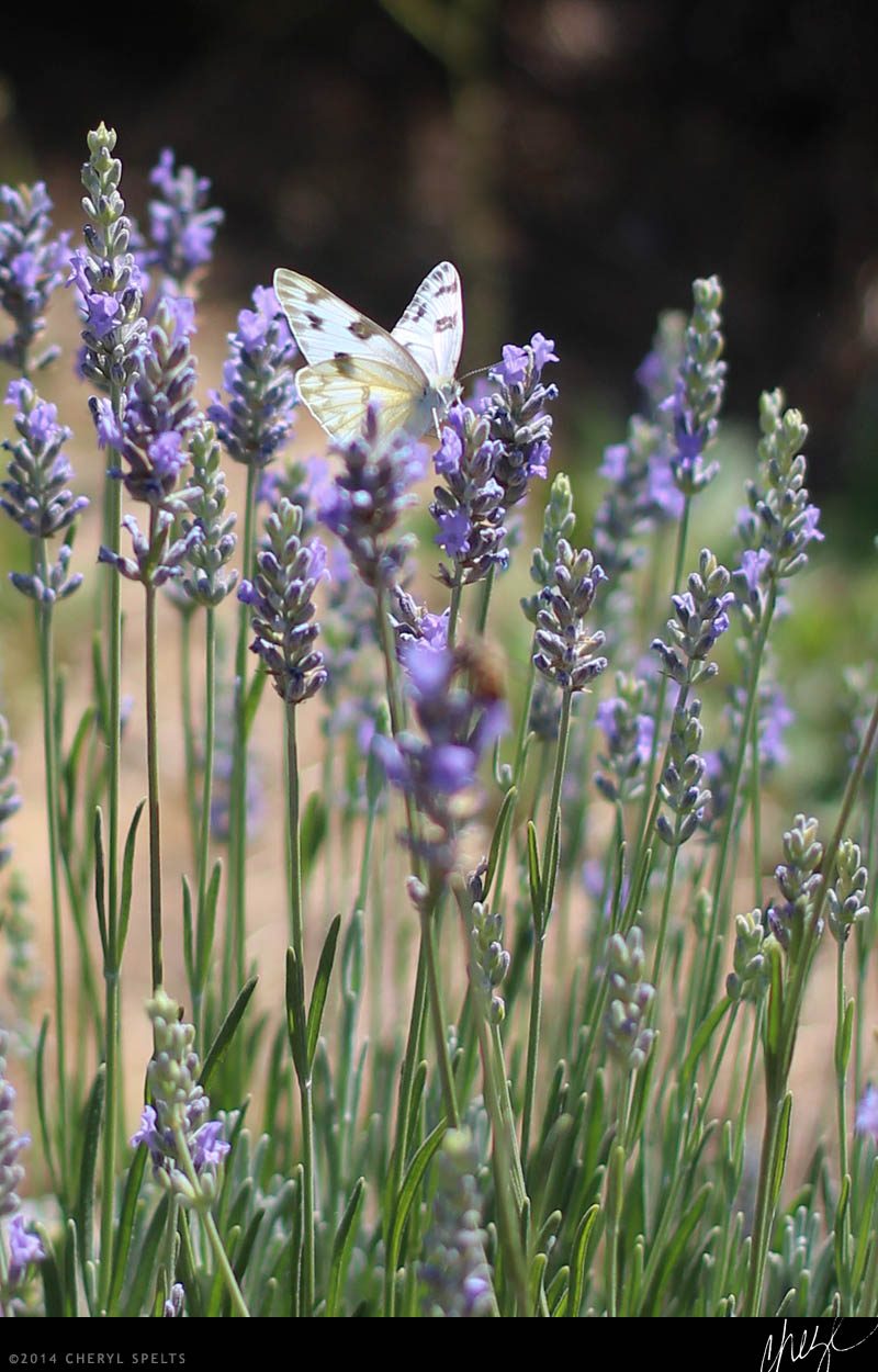 Butterfly on Lavender // Photo: Cheryl Spelts