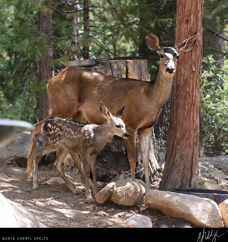 Mama Deer and baby deer // Photo: Cheryl Spelts