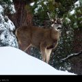 Male Deer // Photo: Cheryl Spelts