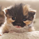 19 Day Old Calico Kitten // Photo: Cheryl Spelts