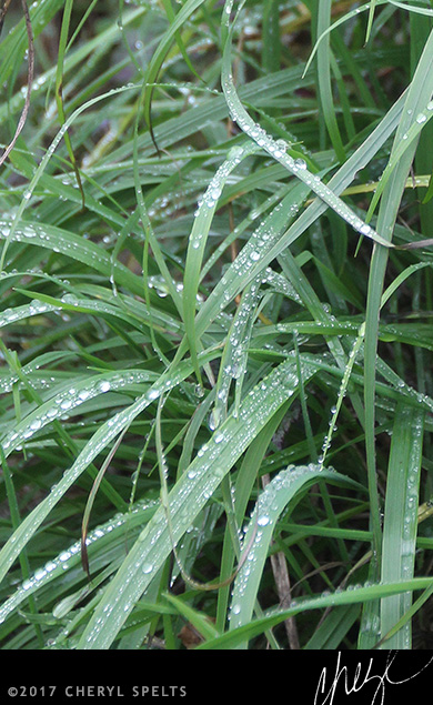 Raindrops on Grass // Photo: Cheryl Spelts